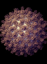 Hepatitis B virus